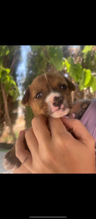 Cachorros Labrador 2 meses