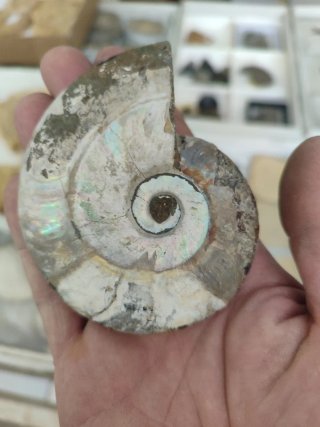 Fósil Amonite Iridescente Madagascar