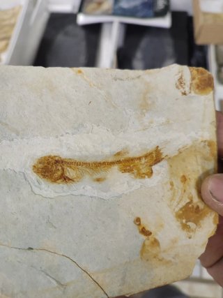 Fósil de pez en piedra