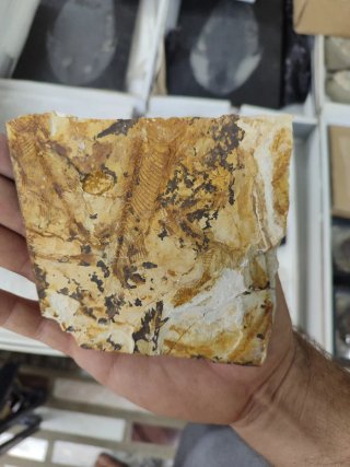 Fósil de pez en piedra