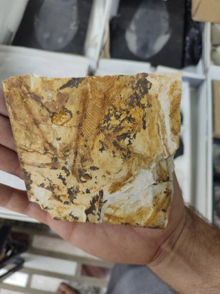 Fósil de pez en piedra