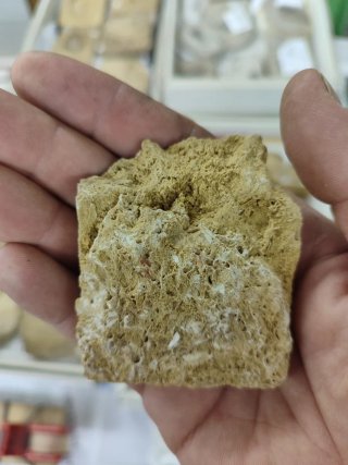 Fósil de Hoja