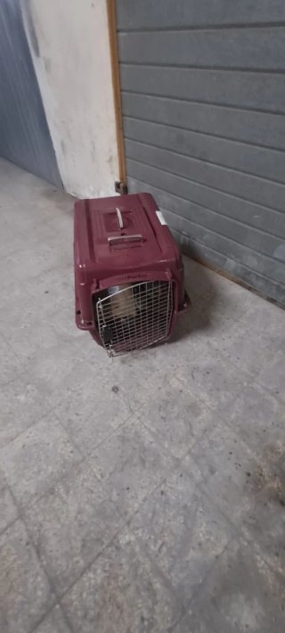 Trasportino Petmate rosso e argento