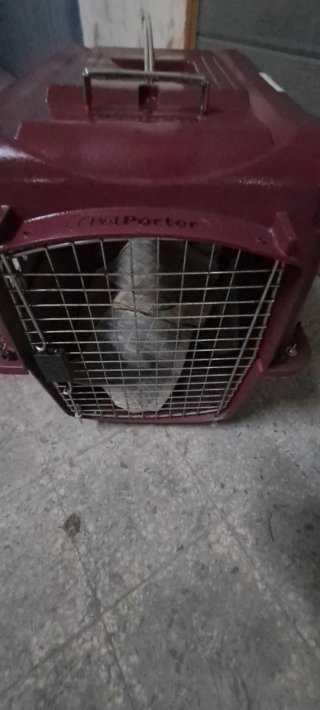 Trasportino Petmate rosso e argento