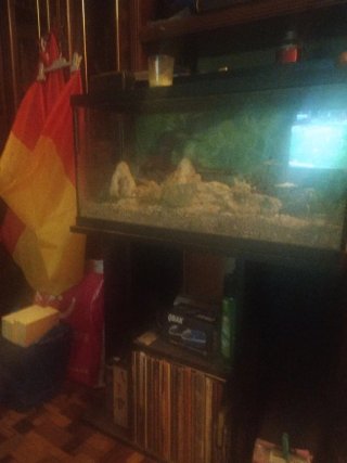 Pecera grande con decoración rocosa