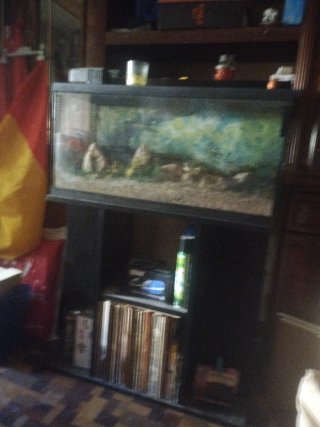 Pecera grande con decoración rocosa