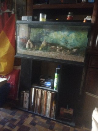 Pecera grande con decoración rocosa