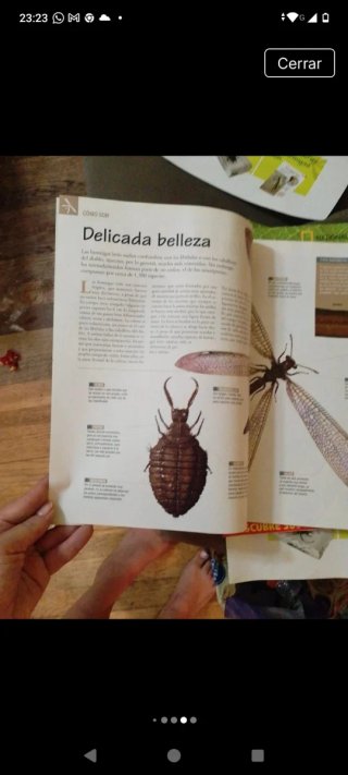 Colección de insectos