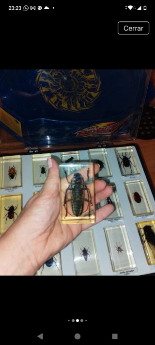 Colección de insectos