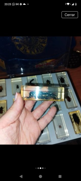 Colección de insectos