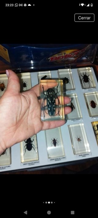 Colección de insectos