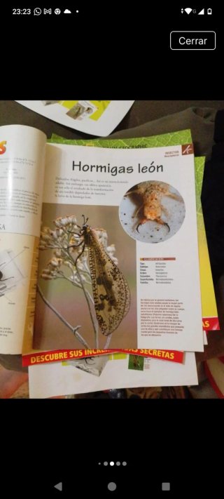 Colección de insectos