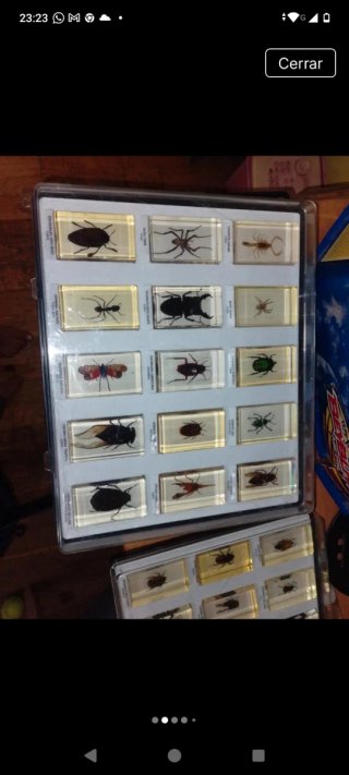 Colección de insectos