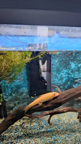 Acuario 60L cristal y plástico