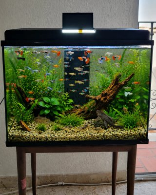 Acuario 60L cristal y plástico