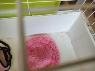 Jaula para cobaya o conejo rosa