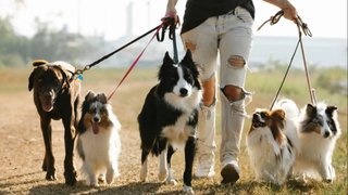 Paseadora de animales