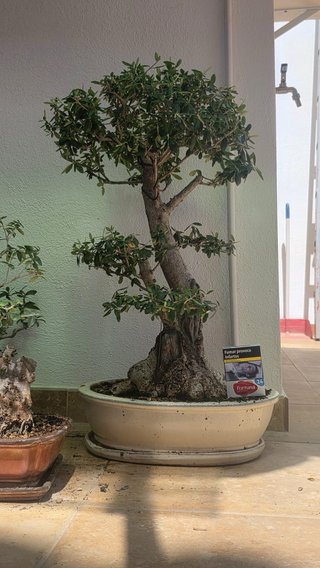 Bonsáis de colección...pon tu el precio