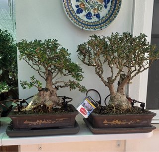 Bonsáis de colección...pon tu el precio