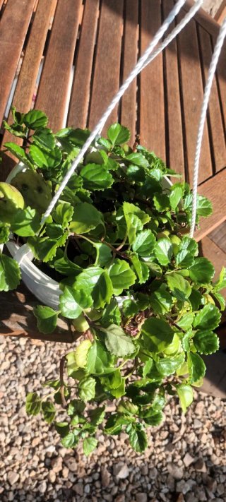 Planta del dinero colgante