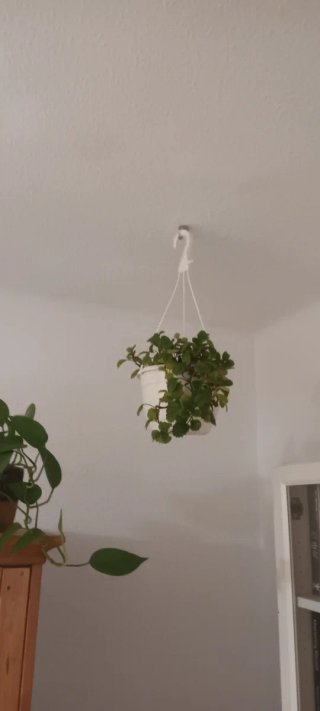 Planta del dinero colgante