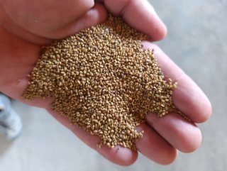 Semillas de Alfalfa