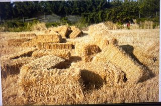 Paquetes de paja de cebada
