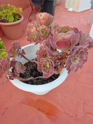 Planta Aeonium en maceta blanca