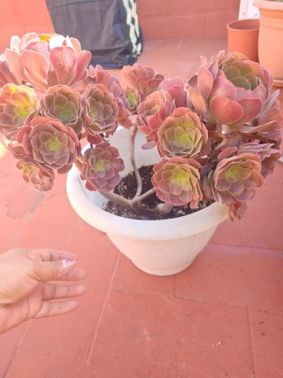 Planta Aeonium en maceta blanca