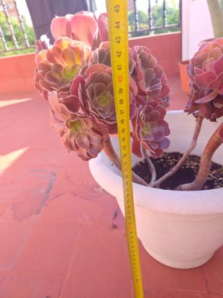 Planta Aeonium en maceta blanca