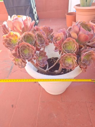 Planta Aeonium en maceta blanca