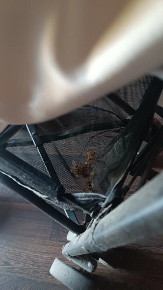 Silla de paseo ligera