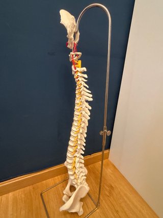Modelo columna vertebral
