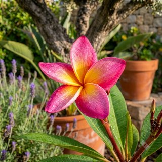Servicio de Jardinería, Podas y Piscinas
