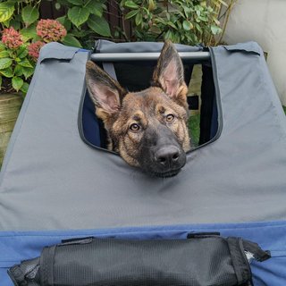 Remolque De Bicicleta Para Perros Y Gatos 2 Grandes Ruedas De 50Cm Buena Ventilación Bandera De Seguridad Resistente A Las Intemperies Acero Y Tela Oxford