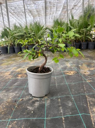 Bonsái Ficus