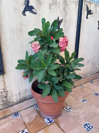 Corona de Cristo con maceta de barro