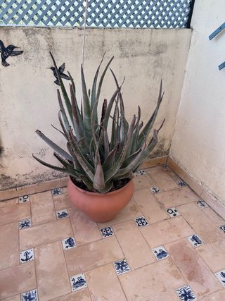 Aloe Vera en Maceta de Barro