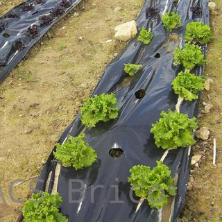 Plástico Negro Agricultura Obra G700 - 1/4 - 6X75 Metros