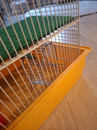 Gabia hamster