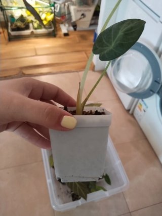 Alocasia Regal Shield