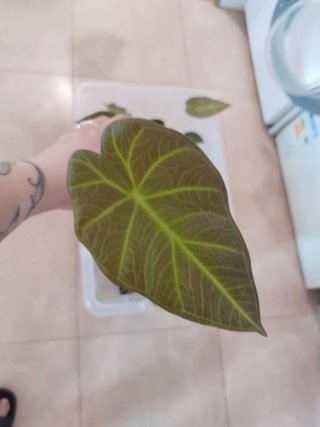 Alocasia Regal Shield