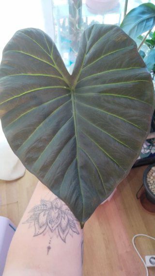 Alocasia Regal Shield