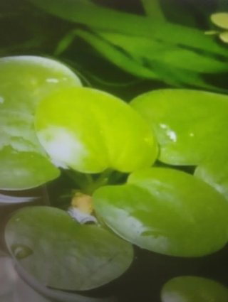 Limnobium o Trébol de Agua ( HASTA OCTUBRE )