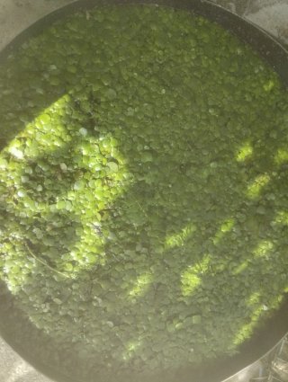 Limnobium o Trébol de Agua ( HASTA OCTUBRE )