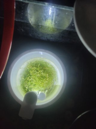 Chaetomorpha para acuario