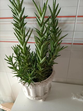 Planta Suculenta Aloe Vera en Maceta Blanca