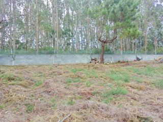 Terreno Finca San Román de Vilaestrofe alpendre
