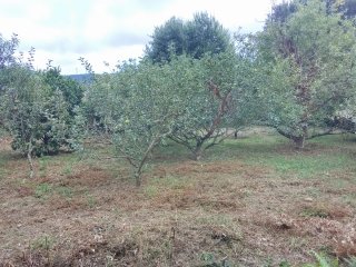 Terreno Finca San Román de Vilaestrofe alpendre