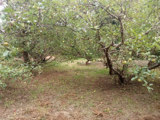 Terreno Finca San Román de Vilaestrofe alpendre